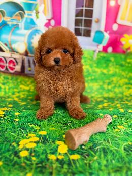 プードル、写真、ティーカップ