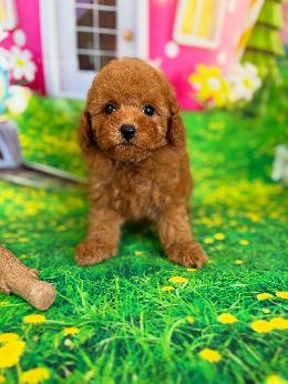 プードル、写真、ティーカップ