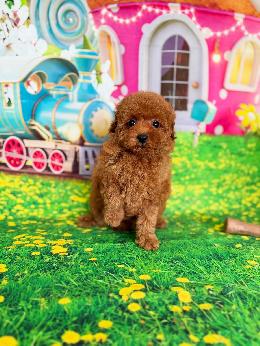 プードル、写真、ティーカップ