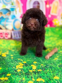 プードル、写真、ティーカップ