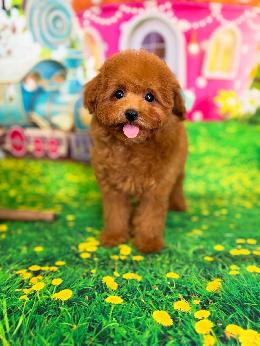 プードル、写真、ティーカップ