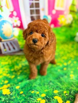 プードル、写真、ティーカップ