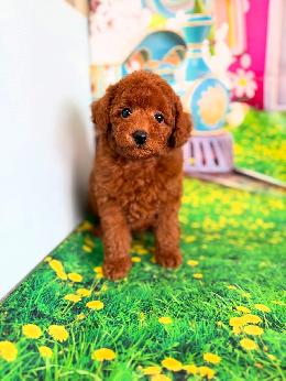 プードル、写真、ティーカップ