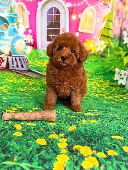 プードル、写真、ティーカップ