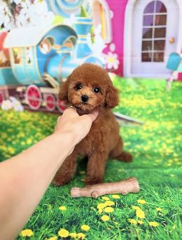 プードル、写真、ティーカップ