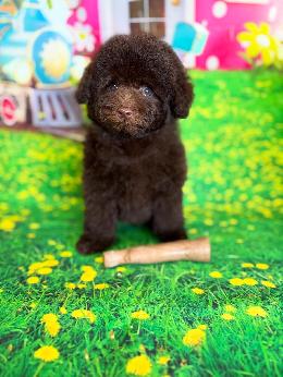 プードル、写真、ティーカップ