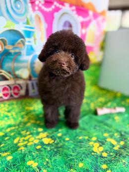 プードル、写真、ティーカップ