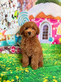 プードル、写真、ティーカップ