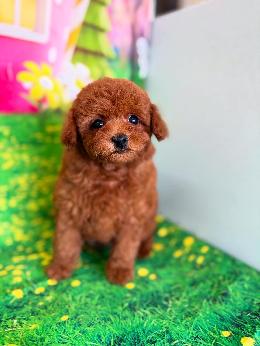 プードル、写真、ティーカップ