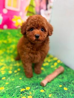 プードル、写真、ティーカップ