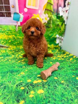 プードル、写真、ティーカップ