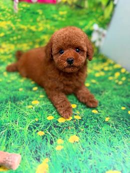 プードル、写真、ティーカップ