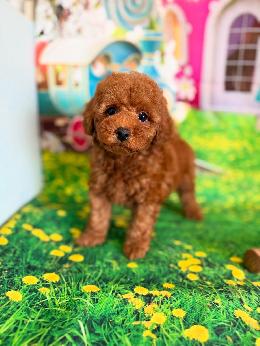 プードル、写真、ティーカップ