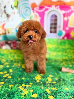 プードル、写真、ティーカップ