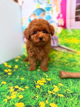 プードル、写真、ティーカップ