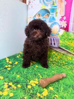 プードル、写真、ティーカップ