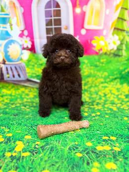 プードル、写真、ティーカップ