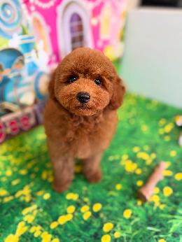 プードル、写真、ティーカップ