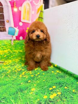 プードル、写真、ティーカップ