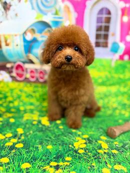 プードル、写真、ティーカップ