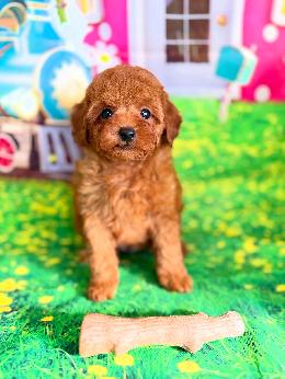 プードル、写真、ティーカップ