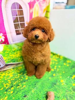 プードル、写真、ティーカップ