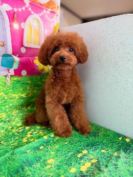 プードル、写真、ティーカップ