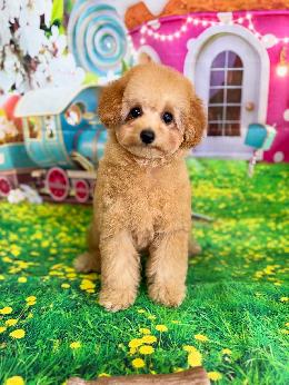 プードル、写真、ティーカップ