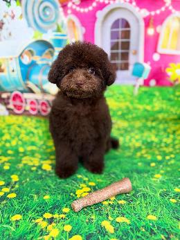 プードル、写真、ティーカップ