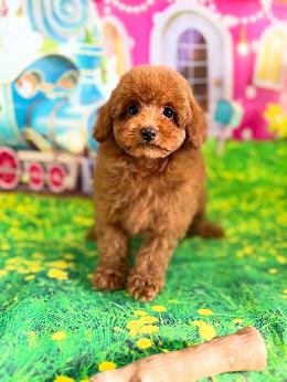 プードル、写真、ティーカップ