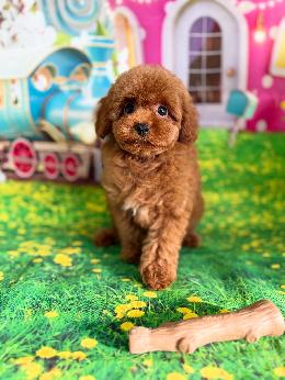 プードル、写真、ティーカップ