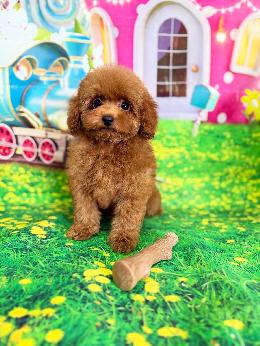 プードル、写真、ティーカップ