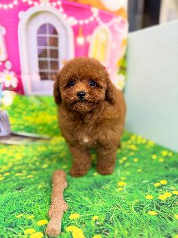 プードル、写真、ティーカップ