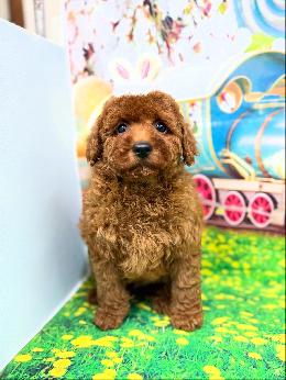 プードル、写真、ティーカップ