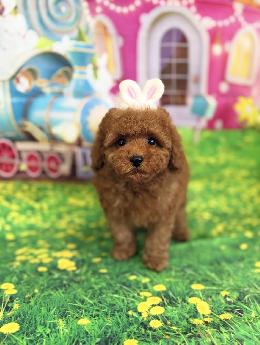 プードル、写真、ティーカップ