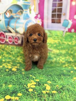 プードル、写真、ティーカップ