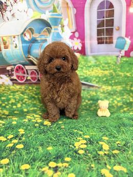 プードル、写真、ティーカップ