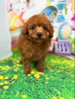 プードル、写真、ティーカップ