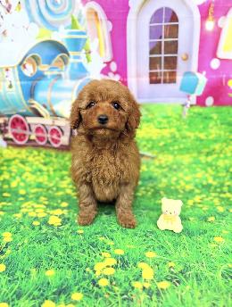 プードル、写真、ティーカップ