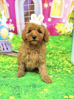 プードル、写真、ティーカップ