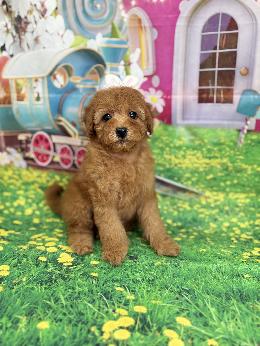 プードル、写真、ティーカップ