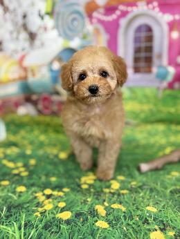 プードル、写真、ティーカップ