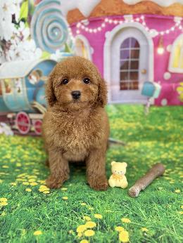 プードル、写真、ティーカップ