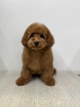 プードル、写真、ティーカップ