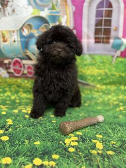 プードル、写真、ティーカップ