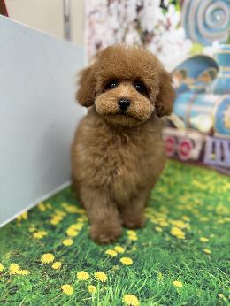 プードル、写真、ティーカップ