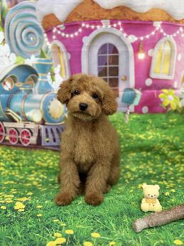 プードル、写真、ティーカップ