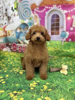 プードル、写真、ティーカップ