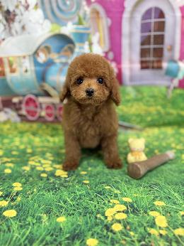 プードル、写真、ティーカップ