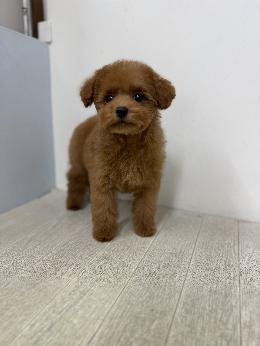 プードル、写真、ティーカップ